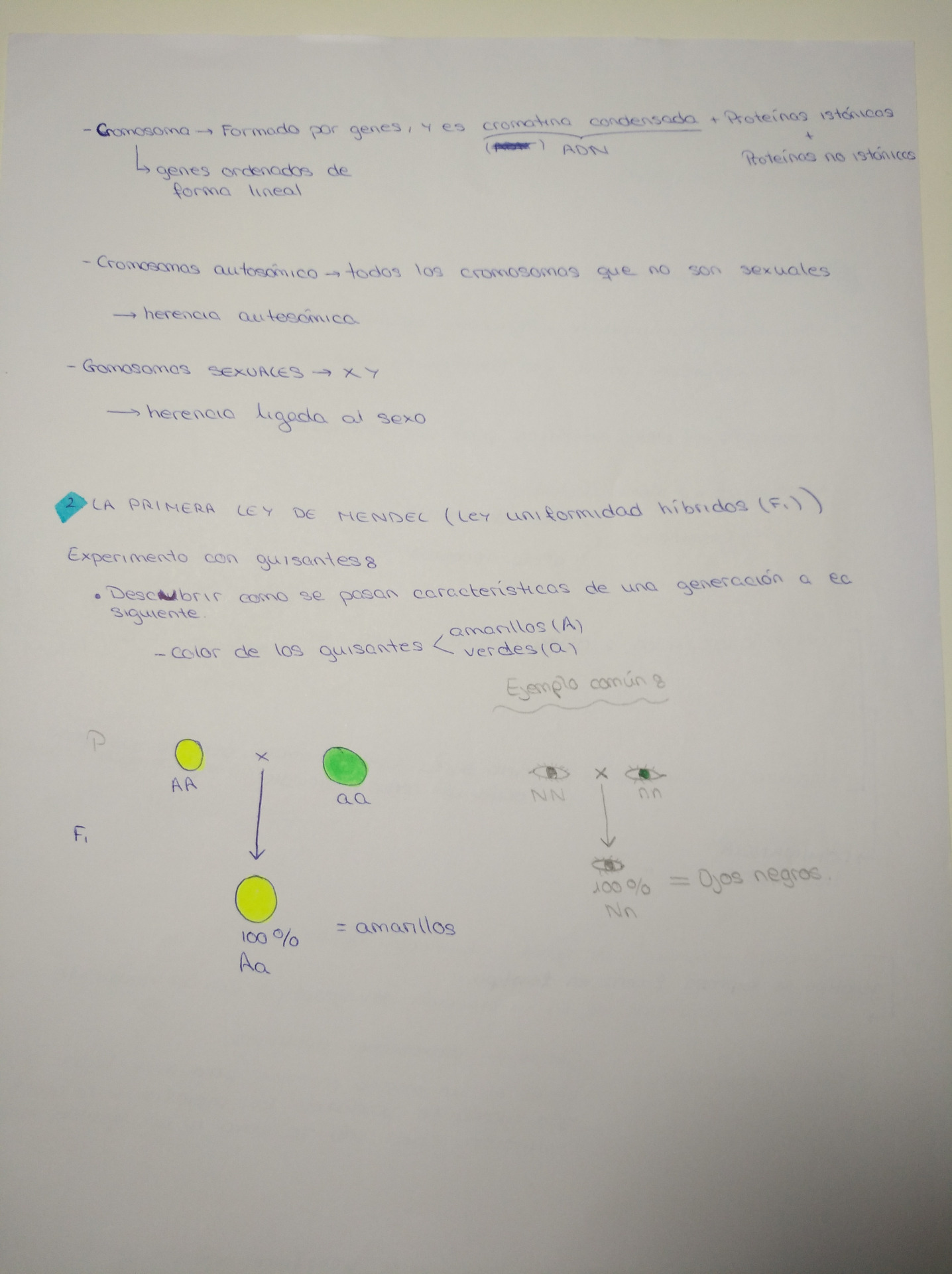 Creación propia